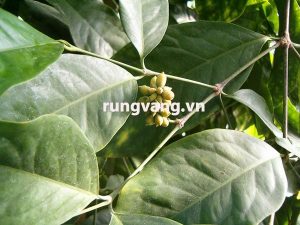hình ảnh cây gắm