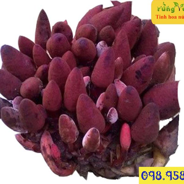 khóm nấm ngọc cẩu tươi