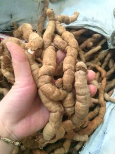 Ảnh ba kích trồng