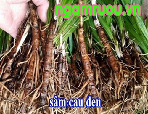 Sâm cau đen dược liệu quý nhưng khó chế biến