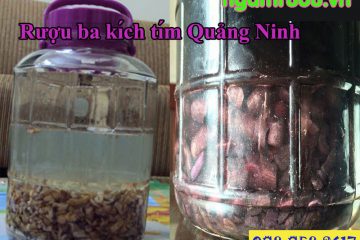 Cách ngâm rượu ba kích cực CHUẨN giúp quý ông “hóa RỒNG” chốn phòng the