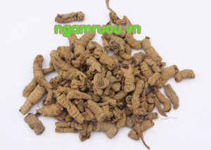 tác dụng của ba kích