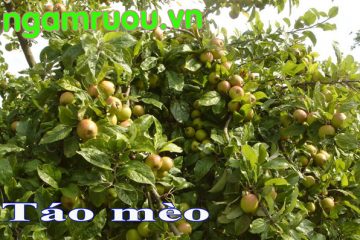 Cây táo mèo nét đặc trưng của vùng núi Tây Bắc