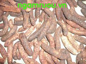 Chuối hột rừng