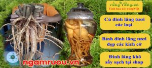 đinh lăng ngâm rượu