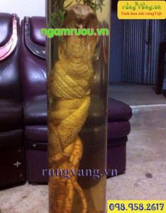 Đinh lăng điêu khắc
