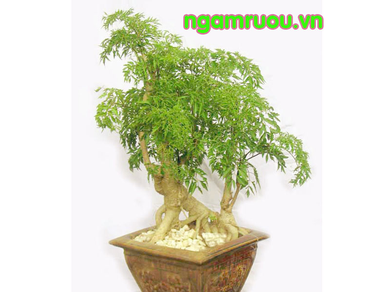 cây đinh lăng bán cây giống để làm cây cảnh bonsai phong thủy