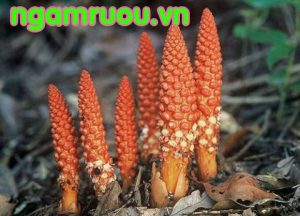 nấm ngọc cẩu cái