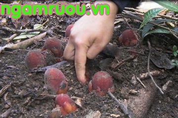 Nấm Ngọc Cẩu – nấm tan cửa nát nhà nấm của quý ông hạnh phúc