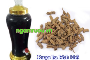 Cách ngâm rượu ba kích khô thơm ngon tuyệt đỉnh