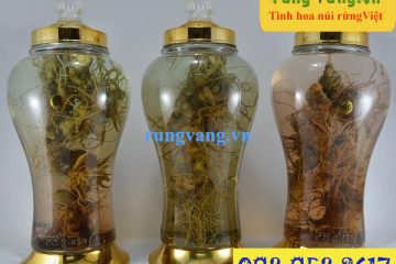 Tác dụng của tam thất bắc và Cách ngâm rượu tam thất chuẩn nhất