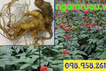 tác dụng của tam thất bắc “thần dược” cho sức khỏe