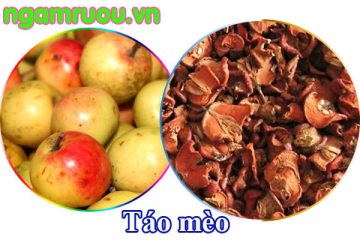 Các bài thuốc hay với quả táo mèo khô cực hay mà bạn chưa biết