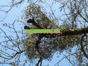 cây tầm gửi trên cây nghiến