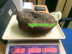 củ tầm gửi nghiến