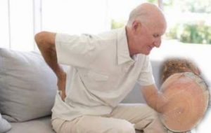 tầm gửi nghiến hỗ trợ điều trị đau lưng