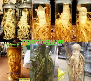 đinh lăng điêu khắc