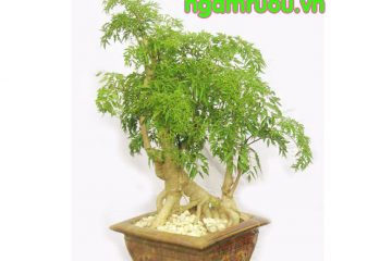 Cây đinh lăng có mấy loại? Loại đinh lăng nào tốt để làm thuốc