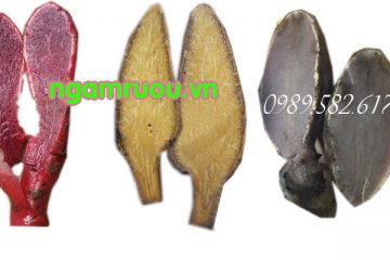 nấm ngọc cẩu giá bao nhiêu ? nấm ngọc cẩu bán ở đâu uy tín