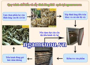 quy trình sấy đinh lăng tươi và khô