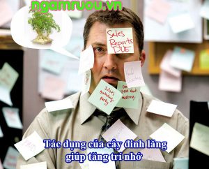 tác dụng của cây đinh lăng giúp tăng cường trí nhớ