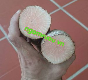 tầm gửi nghiến bổ đôi