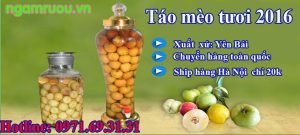 táo mèo tươi 2016