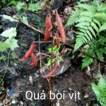 Sâm bòi vịt – chí câu lỏ thảo dược quý từ thiên nhiên mới được phát hiện