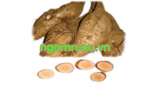 củ cát sâm