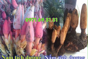 Đặc điểm giống và khác nhau giữa nấm ngọc cẩu và nấm tích dương