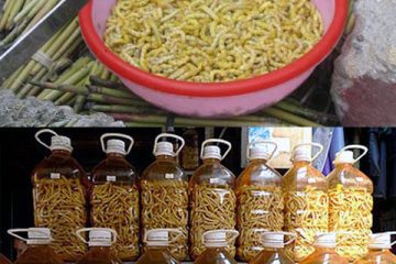Tác dụng của sâu chít Điện Biên sánh ngang Đông trùng Hạ Thảo Là Gì