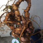 Cảnh báo các loại cây thảo dược rừng Việt quý giả tràn lan trên thị trường