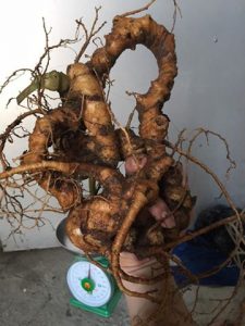 hình ảnh củ tam thất hoang khủng