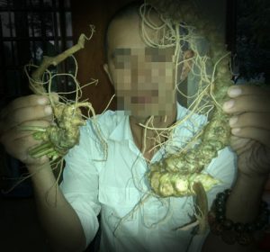 Củ sâm Ngọc Linh thật còn nguyên thân lá và củ ráy