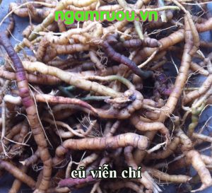 Hình ảnh củ viễn chí