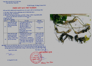 phiếu kết quả thử nghiệm sâm ngọc linh