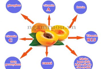 Tác dụng tuyệt vời của quả mơ với sức khỏe mà bạn không ngờ tới