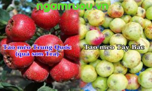 táo mèo tươi Trung Quốc ( quả sơn Tra ) và táo mèo tươi Tây Bắc