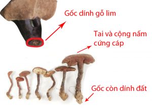 Lưu ý khi chế biến bỏ gốc của cây nấm lim xanh
