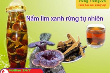 Cách ngâm rượu nấm lim xanh xích chi