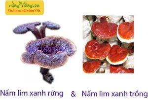 phân biệt nấm lim xanh rừng với nấm lim xanh trồng