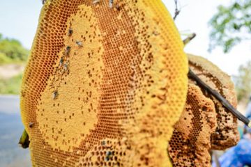Cách ngâm rượu sáp ong rừng chuẩn bổ gân, tráng cường cơ thể