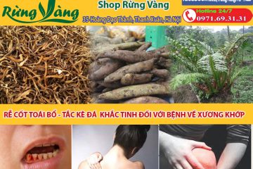 Những tác dụng tuyệt vời không ngờ tới của rễ (củ) cốt toái bổ hay tắc kè đá