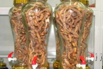 Củ ba kích ngâm rượu cùng thảo dược gì tác dụng tốt nhất cho sức khỏe?