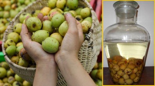 rượu táo mèo cần ngân bao lâu mới uống được