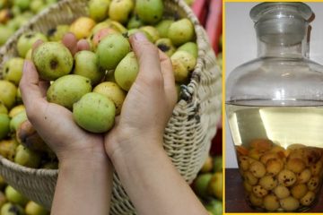 Rượu táo mèo cần ngâm bao lâu mới uống được? – Rừng Vàng