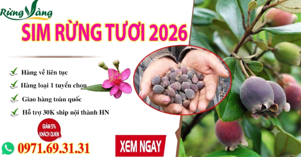 Quả (trái) sim rừng mùa 2026