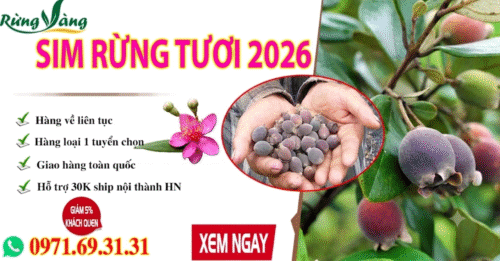 Quả (trái) sim rừng mùa 2026