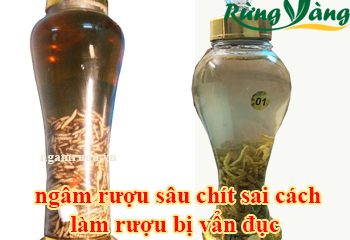 90% Mọi người sẽ hỏi khi ngâm rượu sâu chít – Hỏi Xoáy Đáp Hay Cùng Rừng Vàng