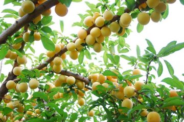 Tác hại của quả mơ và hạt mơ mà không phải ai cũng biết đến